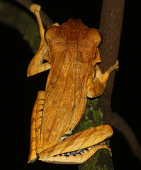 Polypedates otilophus