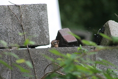 Tamias striatus