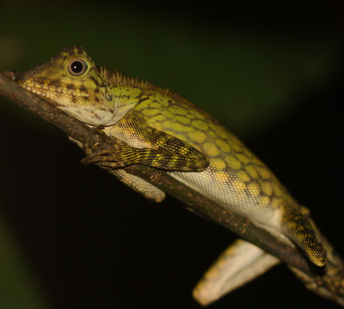Gonocephalus bornensis