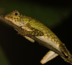 Gonocephalus bornensis