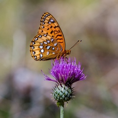 Speyeria nokomis