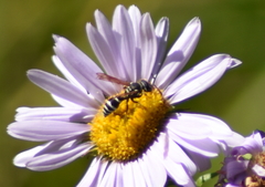 Pterocheilus
