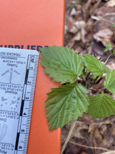 Viburnum recognitum