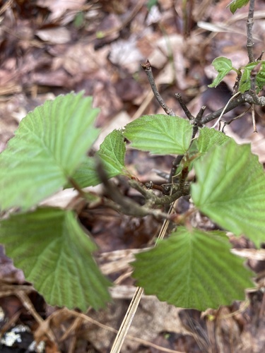 Viburnum recognitum