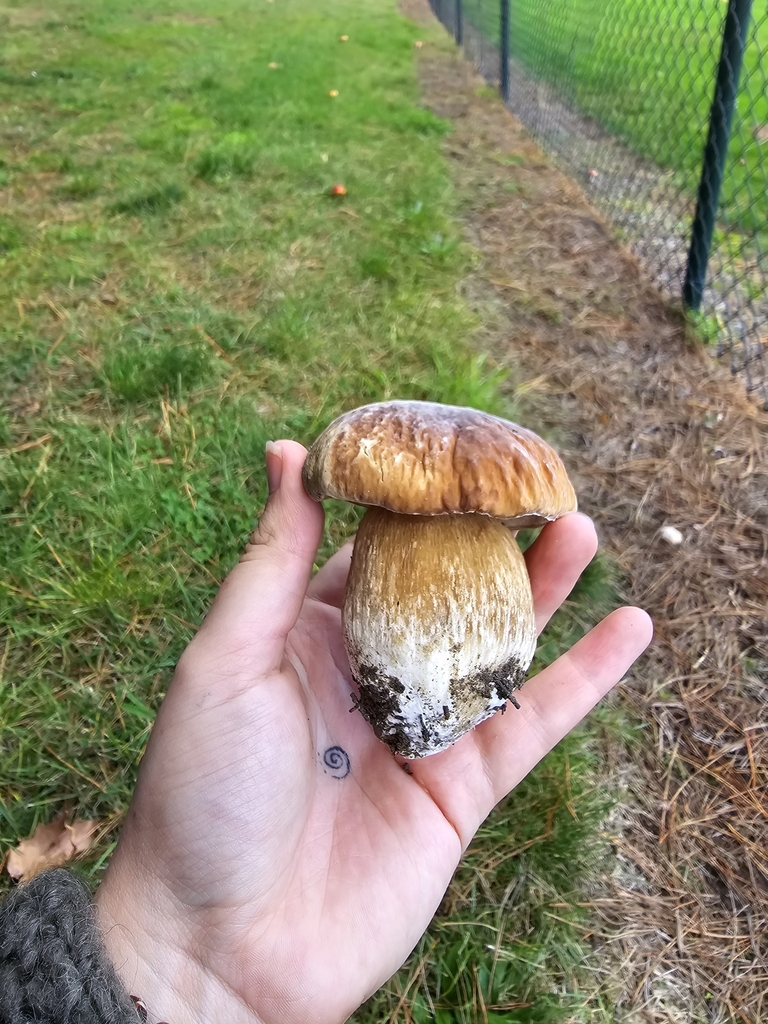 Boletus edulis · May 2025 · photo: © xmahliax (iNaturalist, cc-by-nc)