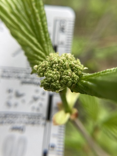 Viburnum recognitum