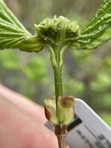 Viburnum recognitum