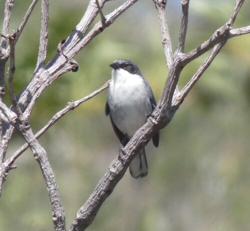 Cinereous Warbling Finch (Microspingus cinereus), photo 9