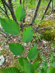 Ostrya carpinifolia