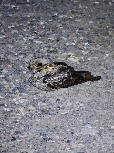 Chotacabras cuellirrojo (Caprimulgus ruficollis)