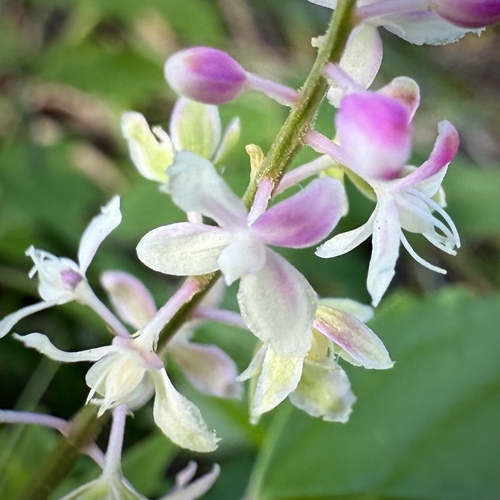 Rivina humilis