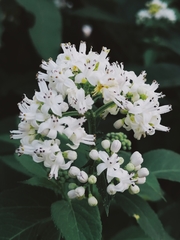 Sambucus ebulus