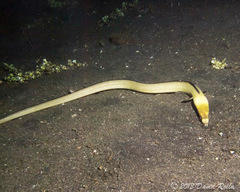 Ophichthus altipennis