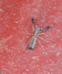 Cheliferoides longimanus