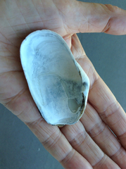 Platyodon cancellatus