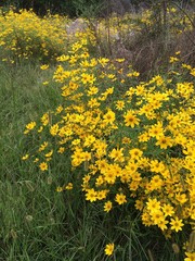 Helianthus porteri