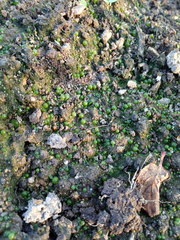 Botrydium granulatum