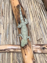 Wahlberg's Velvet Gecko photo 2