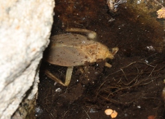 Abedus indentatus