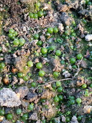Botrydium granulatum