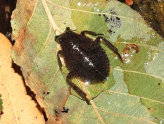 Abedus indentatus