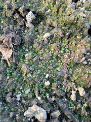 Botrydium granulatum