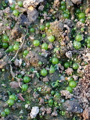Botrydium granulatum