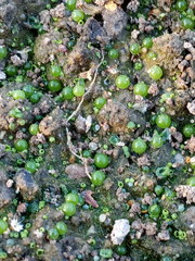 Botrydium granulatum