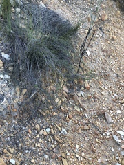 Wahlenbergia neorigida
