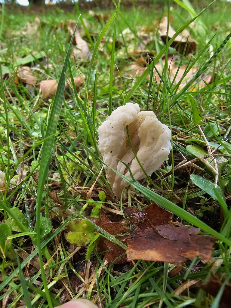 Clavulina rugosa · May 2025 · photo: © xmahliax (iNaturalist, cc-by-nc)