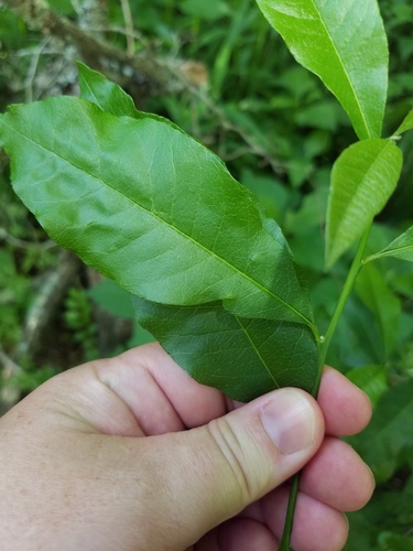 Foto de Cabo-verde