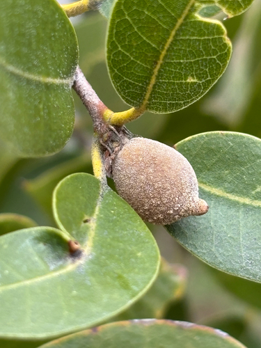 iNaturalist observation photo of Beaked Spindle Gall Wasp