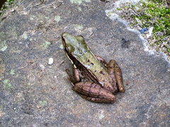 Chalcorana chalconota