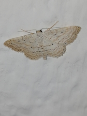 Idaea elongaria