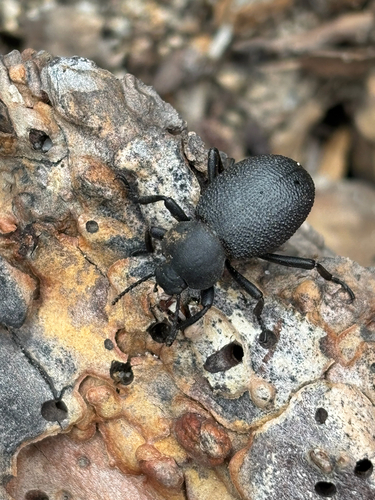 iNaturalist observation photo of Darkling Beetles