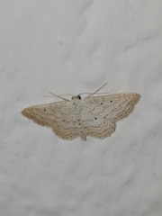 Idaea elongaria