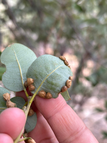 iNaturalist observation photo of Dasineura