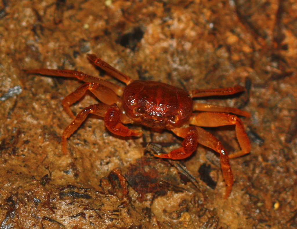 Thelphusula
