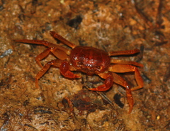 Thelphusula dicerophilus