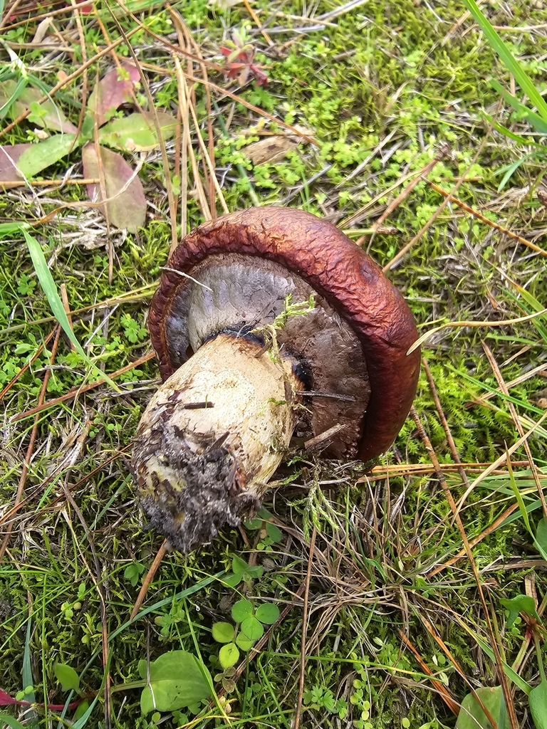 Suillus luteus · May 2025 · photo: © xmahliax (iNaturalist, cc-by-nc)