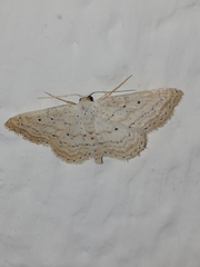 Idaea elongaria