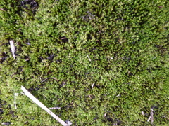 Vinealobryum nicholsonii