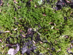 Vinealobryum nicholsonii