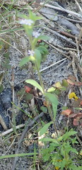 Zaluzianskya gracilis