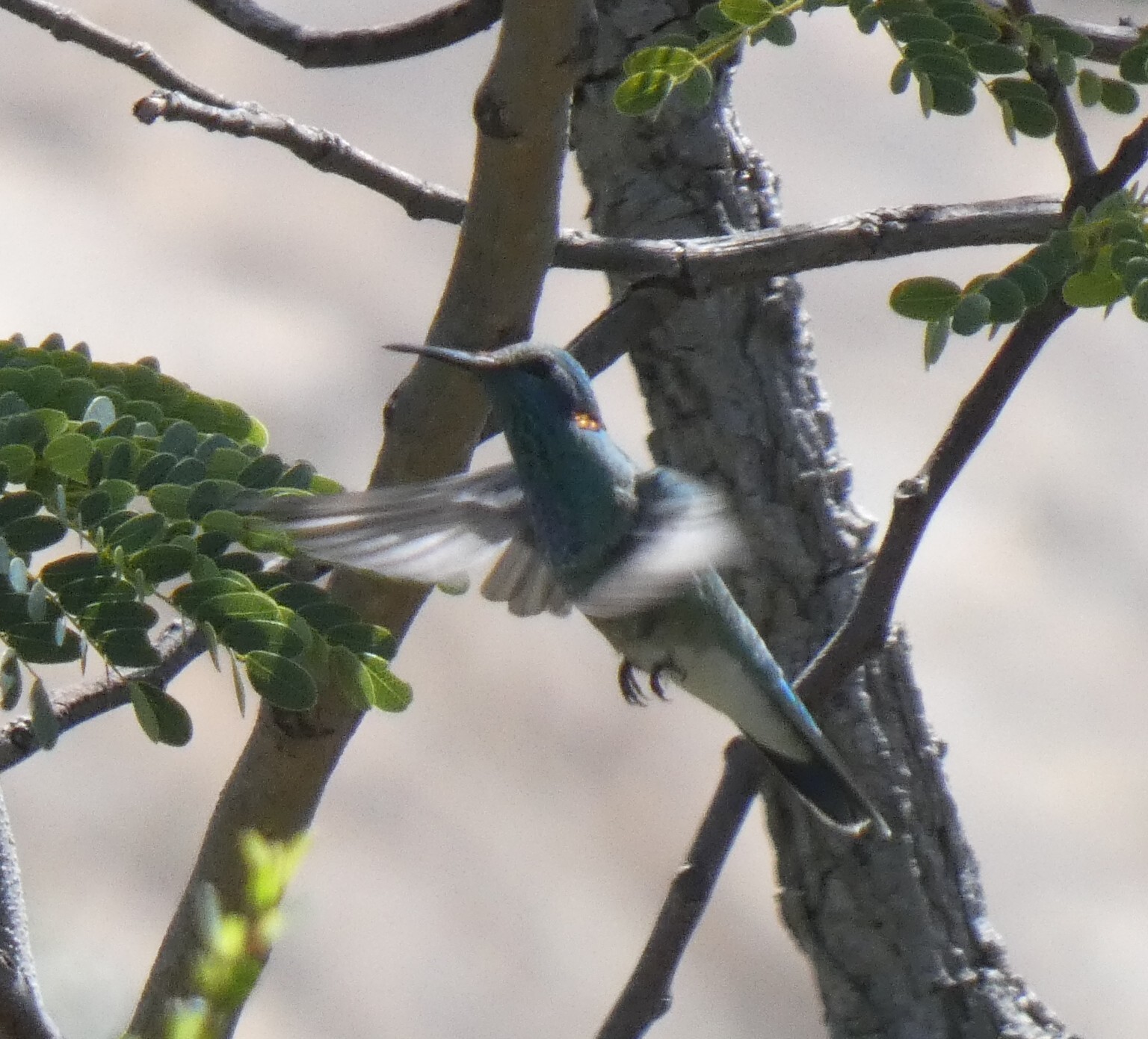 White-vented Violetear illustration