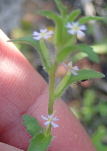 Image of Zaluzianskya gracilis by (c) Nicola van Berkel, some rights reserved (CC BY-SA)