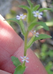 Zaluzianskya gracilis