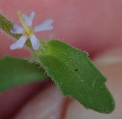 Zaluzianskya gracilis