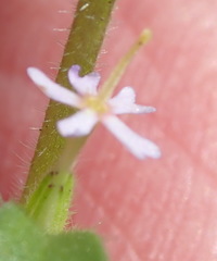Zaluzianskya gracilis