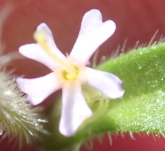 Zaluzianskya gracilis